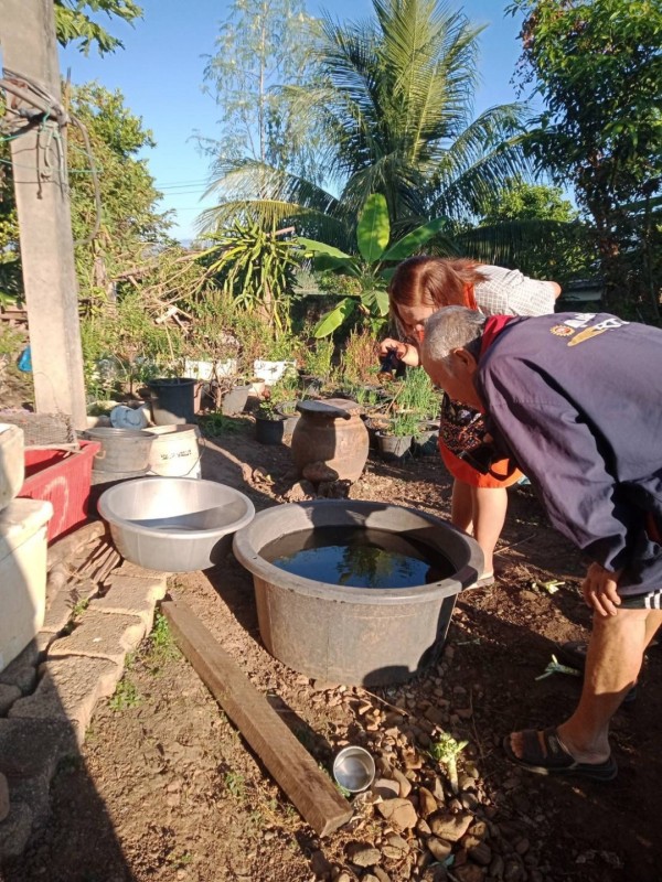 16-18 ธันวาคม 2567 รพ.สต.บ้านสันป่าไร่ร่วมกับสสช.บ้านห้วยกระทิงและอาสาสมัครสาธารณสุขหมู่ที่2,3,5,6และ7 รณรงค์สำรวจและทำลายแหล่งเพาะพันธ์ลูกน้ำยุงลาย รอบที่ 2 ประจำเดือน ธันวาคม 2567 จำนว