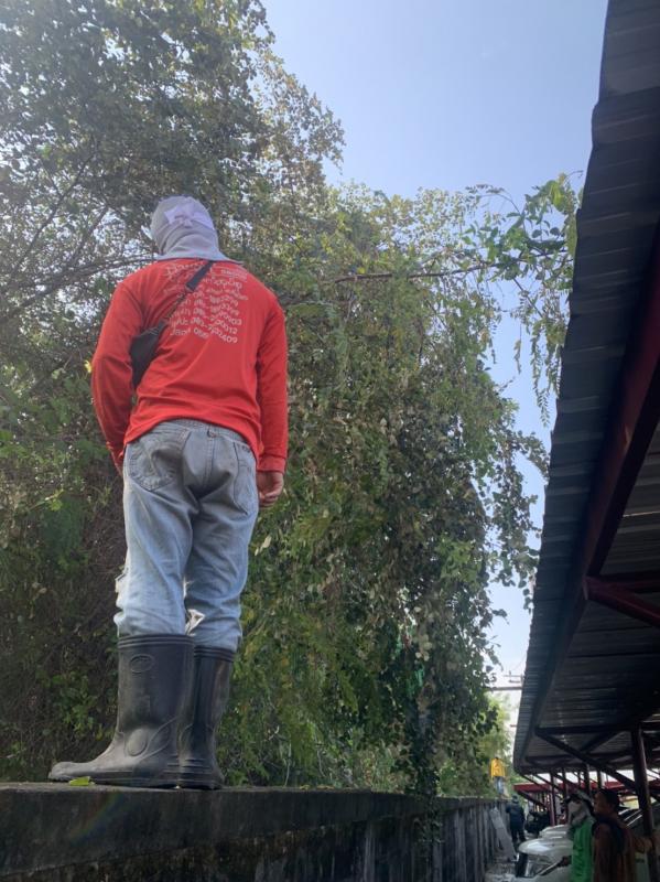 เจ้าหน้าที่กองการศึกษาศาสนาและวัฒนธรรม ดำเนินการตัดแต่งกิ่งไม้ บริเวณรอบรั้วด้านข้างสำนักงานองค์การบริหารส่วนจังหวัดตาก