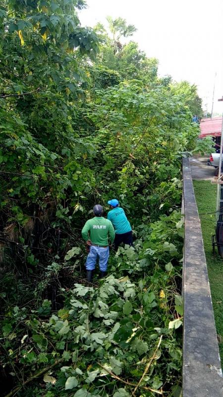 เจ้าหน้าที่กองการศึกษาศาสนาและวัฒนธรรม ดำเนินการตัดแต่งกิ่งไม้ บริเวณรอบรั้วด้านข้างสำนักงานองค์การบริหารส่วนจังหวัดตาก