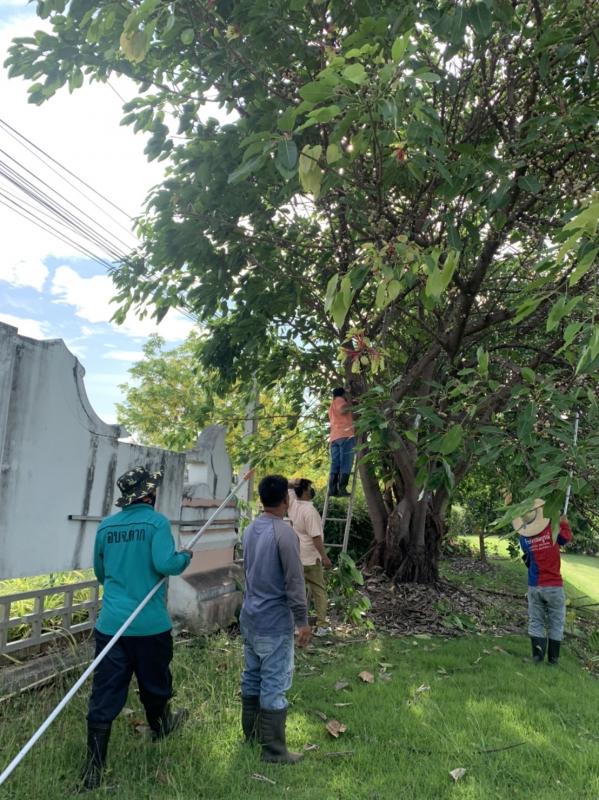 ดำเนินการตัดแต่งกิ่งไม้ บริเวณรอบรั้วด้านข้างสำนักงานองค์การบริหารส่วนจังหวัดตาก พร้อมทั้งปรับปรุงภูมิทัศน์