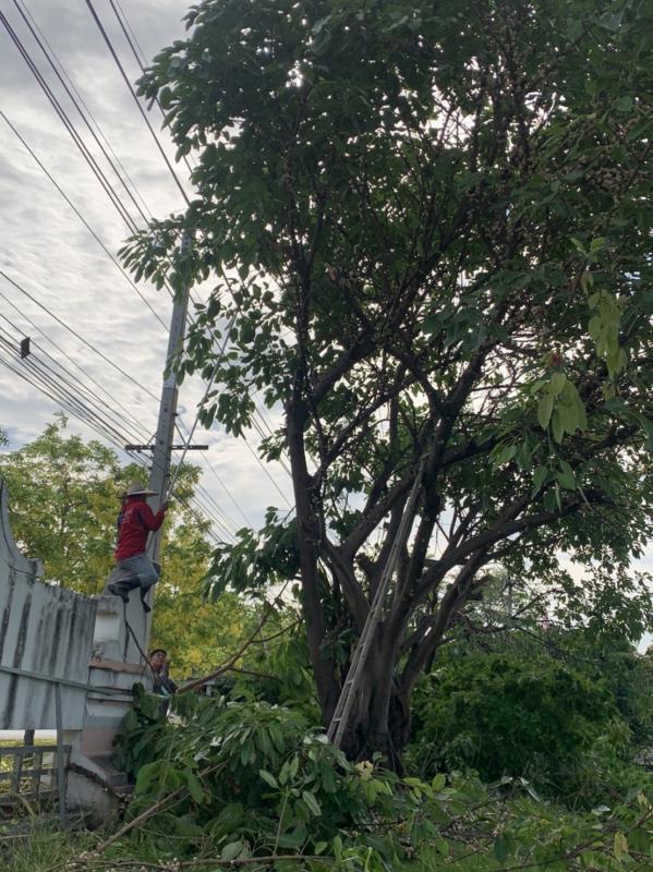 ดำเนินการตัดแต่งกิ่งไม้ บริเวณรอบรั้วด้านข้างสำนักงานองค์การบริหารส่วนจังหวัดตาก พร้อมทั้งปรับปรุงภูมิทัศน์