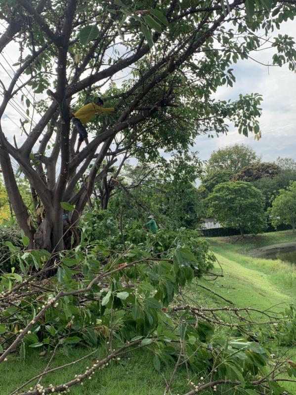 ดำเนินการตัดแต่งกิ่งไม้ บริเวณรอบรั้วด้านข้างสำนักงานองค์การบริหารส่วนจังหวัดตาก พร้อมทั้งปรับปรุงภูมิทัศน์