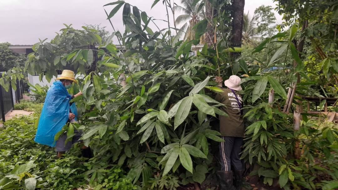 23/6/66 จนท.รพ.สต.บ้านสันป่าไร่ร่วมกับอสม.ม.3บ้านป่าไร่เหนือ ควบคุมโรครอบ2 เคสนางจ้าวา ภูมิพระธาตุ