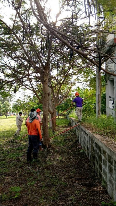 ดำเนินการตัดแต่งกิ่งไม้ที่พาดกับเสาไฟฟ้าและปรับปรุงภูมิทัศน์บริเวณรอบสนามกีฬา อบจ.ตาก และดำเนินการตัดแต่งต้นไม้ บริเวณสถานีขนส่งผู้โดยสารจังหวัดตาก