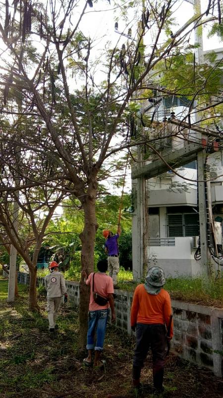 ดำเนินการตัดแต่งกิ่งไม้ที่พาดกับเสาไฟฟ้าและปรับปรุงภูมิทัศน์บริเวณรอบสนามกีฬา อบจ.ตาก และดำเนินการตัดแต่งต้นไม้ บริเวณสถานีขนส่งผู้โดยสารจังหวัดตาก