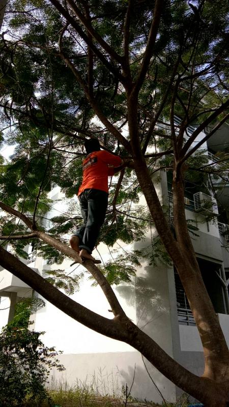 ดำเนินการตัดแต่งกิ่งไม้ที่พาดกับเสาไฟฟ้าและปรับปรุงภูมิทัศน์บริเวณรอบสนามกีฬา อบจ.ตาก และดำเนินการตัดแต่งต้นไม้ บริเวณสถานีขนส่งผู้โดยสารจังหวัดตาก