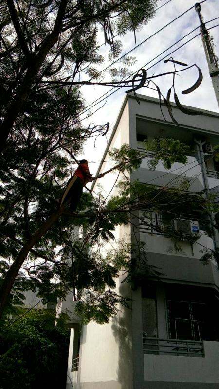 ดำเนินการตัดแต่งกิ่งไม้ที่พาดกับเสาไฟฟ้าและปรับปรุงภูมิทัศน์บริเวณรอบสนามกีฬา อบจ.ตาก และดำเนินการตัดแต่งต้นไม้ บริเวณสถานีขนส่งผู้โดยสารจังหวัดตาก