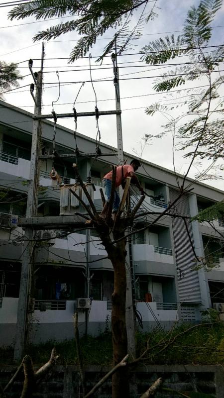 ดำเนินการตัดแต่งกิ่งไม้ที่พาดกับเสาไฟฟ้าและปรับปรุงภูมิทัศน์บริเวณรอบสนามกีฬา อบจ.ตาก และดำเนินการตัดแต่งต้นไม้ บริเวณสถานีขนส่งผู้โดยสารจังหวัดตาก