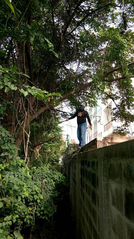 ดำเนินการตัดแต่งกิ่งไม้ที่พาดกับเสาไฟฟ้าและปรับปรุงภูมิทัศน์บริเวณรอบสนามกีฬา อบจ.ตาก และดำเนินการตัดแต่งต้นไม้ บริเวณสถานีขนส่งผู้โดยสารจังหวัดตาก