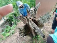 18/6/66 จนท.รพ.สต.บ้านสันป่าไร่ร่วมกับอสม.ม.3บ้านจบปิ ควบคุมโรคไข้เลือดออกรอบ2 เคสดญ.เพ็ญพิชชา ธาราคีรีและรอบแรก ดช.ณัฐคุณ พงษ์ไทย