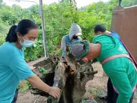 18/6/66 จนท.รพ.สต.บ้านสันป่าไร่ร่วมกับอสม.ม.3บ้านจบปิ ควบคุมโรคไข้เลือดออกรอบ2 เคสดญ.เพ็ญพิชชา ธาราคีรีและรอบแรก ดช.ณัฐคุณ พงษ์ไทย