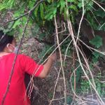 10/7/66 จนท.รพ.สต.บ้านสันป่าไร่ ร่วมกับอสม.ม.2บ้านตีนธาตุ ควบคุมโรคไข้เลือดออก รอบแรกเคส นส.ชนิดา เจนชลธี เคสผู้ป่วยอำเภอแม่สอดกลับมารักษาที่รพ.แม่ระมาด