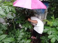 30/7/66 จนท.รพ.สต.บ้านสันป่าไร่ร่วมกับอสม.ม.3บ้านป่าไร่เหนือ ควบคุมโรคไข้เลือดออกรอบที่1 พร้อมทั้งสอบสวนโรคเคสนางรัตนา พิทักษ์พิบูลย์ศรี