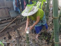 6 ก.ย. 67 เวลา 17.00 น. นางเสาร์แก้ว อ่วมพิทยา เจ้าพนักงานสาธารณสุข รพ.สต.บ้านสันป่าไร่ ร่วมกับอสม.ม.3 บ้านจบปิ และอบต.พระธาตุ ควบคุมโรคไข้เลือดออก รอบที่ 1 เคส R/O DF ดญ.วิพาวี ติ๊บตา