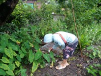 9 ก.ย. 67 อาสาสมัครสาธารณสุขหมู่ที่2,3และ5 รณรงค์สำรวจและทำลายแหล่งเพาะพันธ์ลูกน้ำยุงลาย รอบที่ 1 ประจำเดือน กันยายน 67