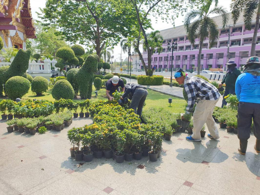 ดำเนินการจัดประดับ และตกแต่งต้นไม้ ดอกไม้ เพื่อเตรียมความพร้อมสำหรับการจัดงาน "วันคล้ายวันพระราชสมภพ - สรงน้ำ สมเด็จพระเจ้าตากสินมหาราช