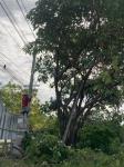 ดำเนินการตัดแต่งกิ่งไม้ บริเวณรอบรั้วด้านข้างสำนักงานองค์การบริหารส่วนจังหวัดตาก พร้อมทั้งปรับปรุงภูมิทัศน์